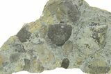 Fossil Brachiopod (Rafinesquina) and Bryozoan Plate - Indiana #285123-1
